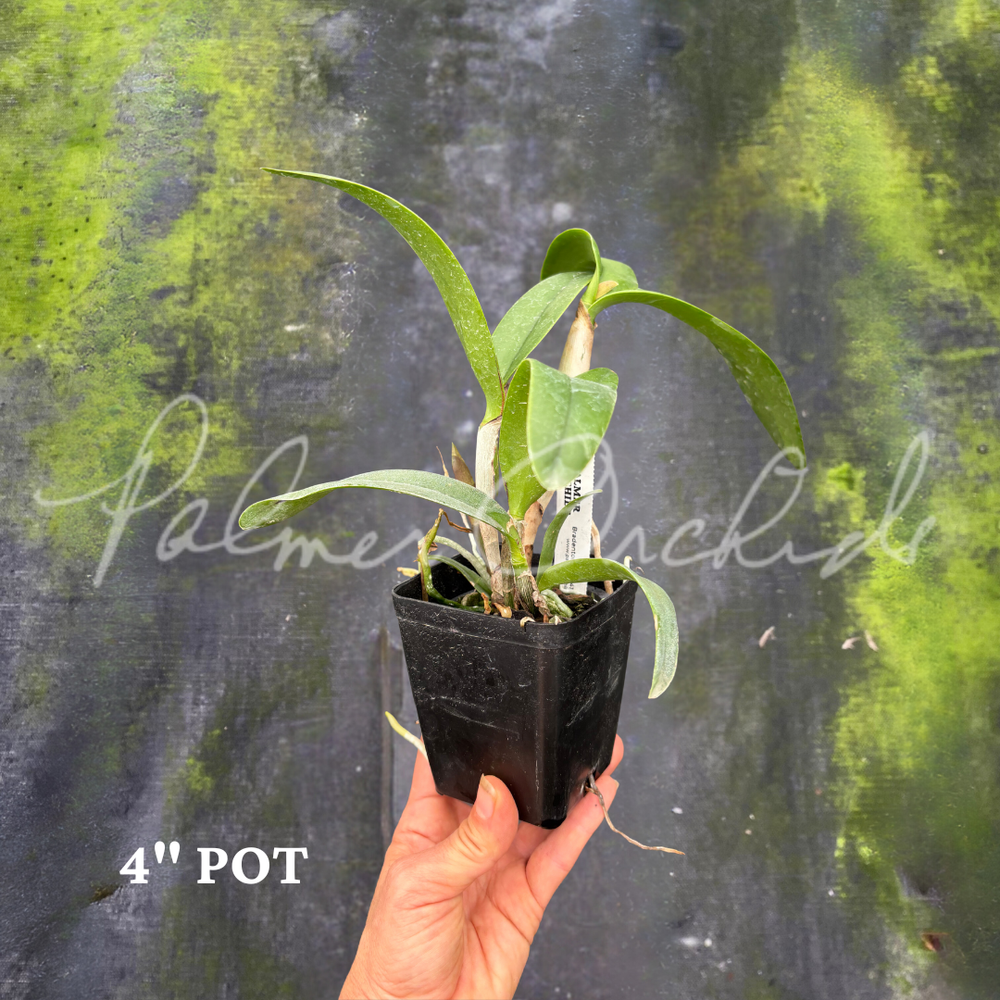 Ctt. Candy Corn — Palmer Orchids